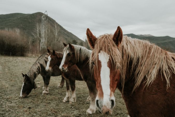 Funny horses on meadow