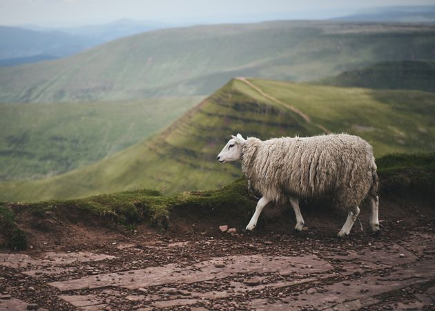 Beautiful sheep on the top of the Brecon Beacons mountain range
