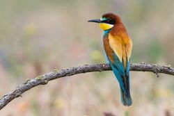 Bird standing on tree branch