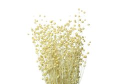 Dried craspedia billy buttons