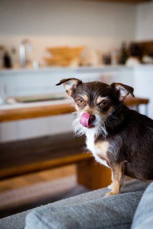 Cute brown chihuahua mix on sofa with his tongue out