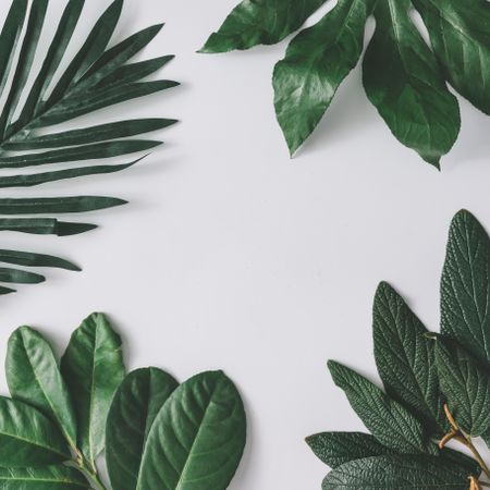 Green leaves on light background