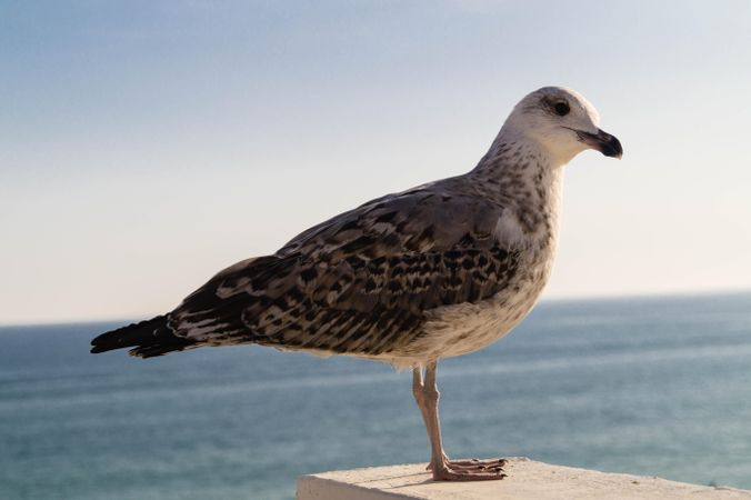 Caspian gull on brown concrete surface