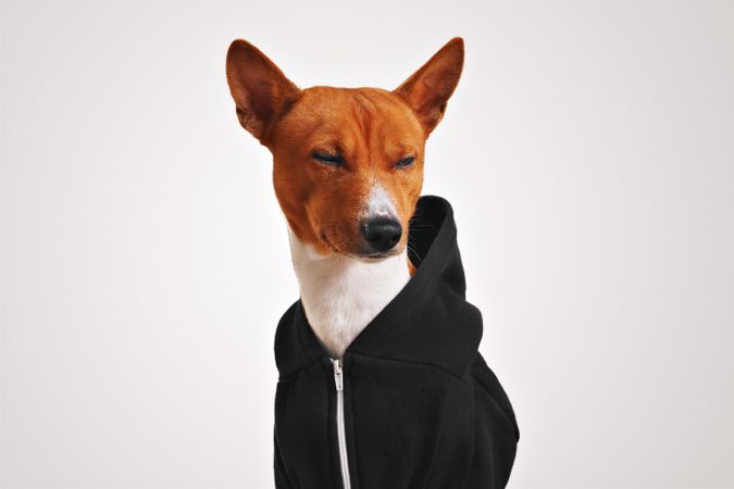 Dog squinting in hoodie