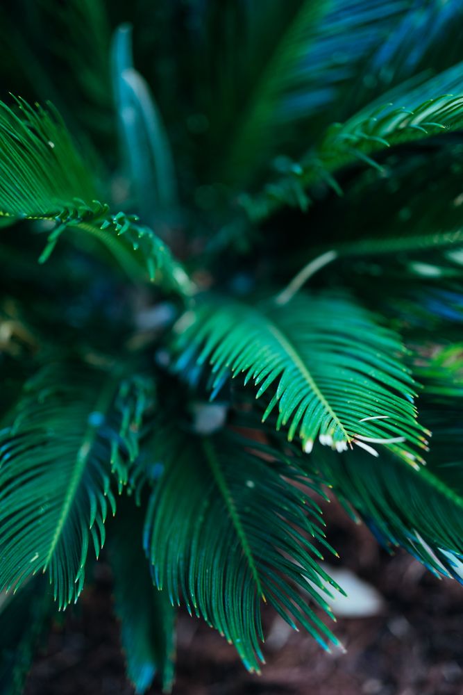 Close up of palm bush branches