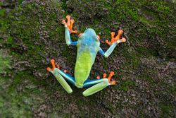 Tropical frog on tree