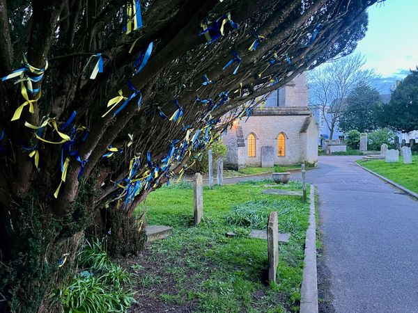 Irish Yew tree with ribbons supporting Ukraine, outside a church in Sidmouth, UK