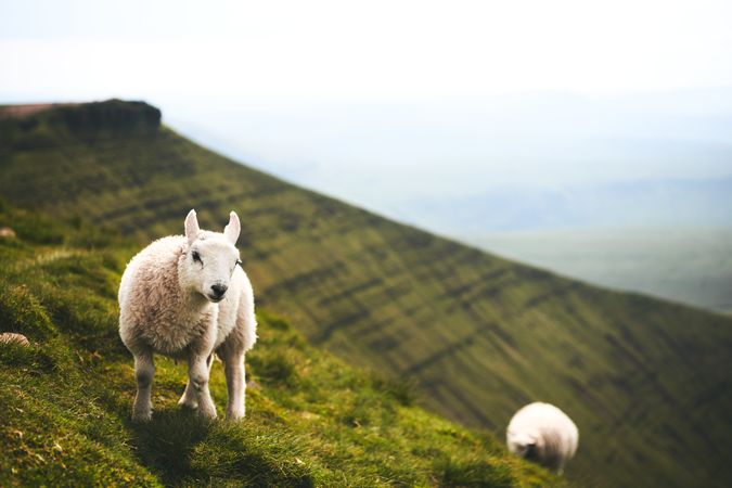 Cute lamb on a mountain