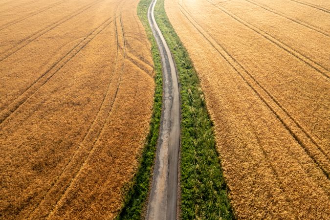 Ripe wheat fields, drone aerial view at sunrise, in Germany