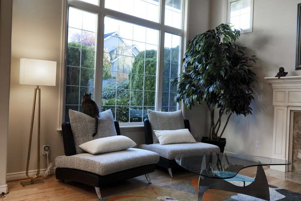 Cat looking for a nesting bird through the living room window while sitting on top of chair with bright morning daylight outside