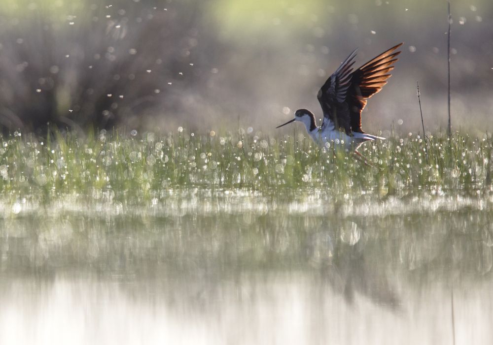 Wild bird walking on water