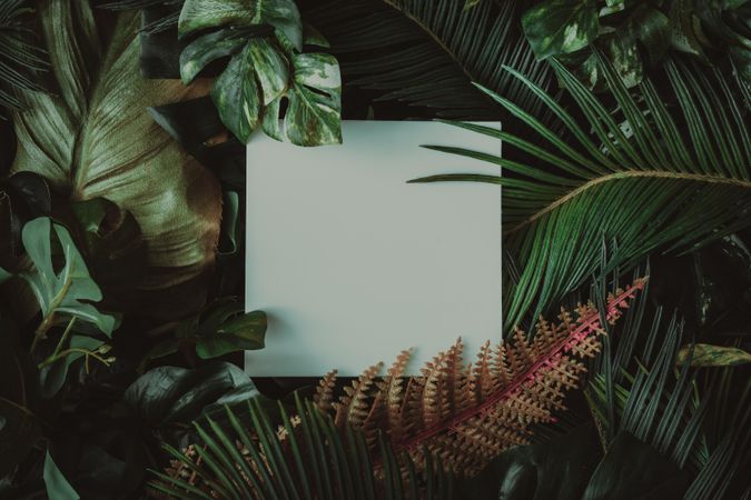 Creative layout made of tropical leaves with paper card note