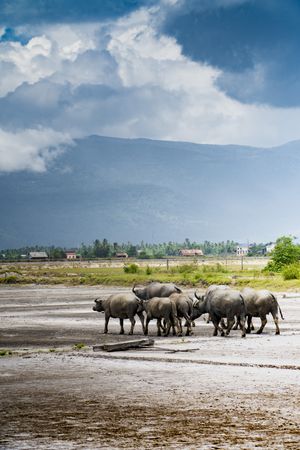 Bulls on remote farm terrain