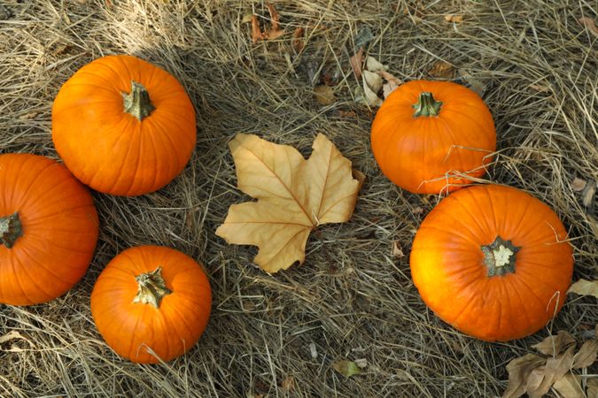 Autumn concept with pumpkins and leaf outdoor