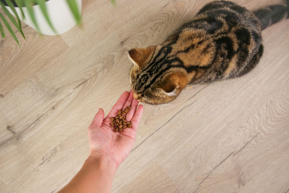 A woman feeds a cat with dry food from her hands.