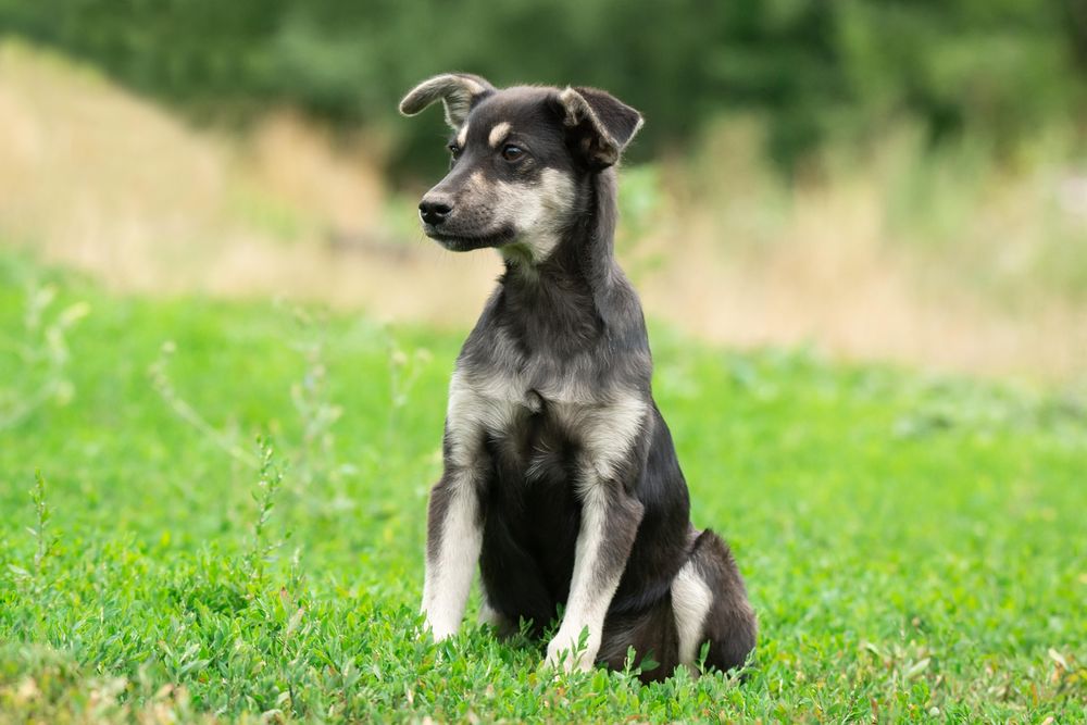 Dark and light short coat small dog sitting on green grass field