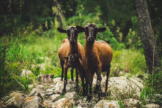 Wild goats in green forest