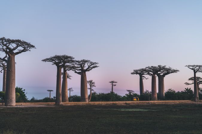 Wonderful sunset among giant baobabs