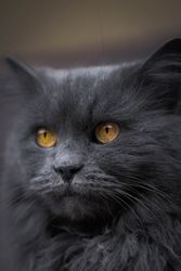 Russian blue cat in tilt shift lens