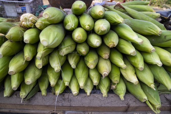 Fresh corn cob and green leaves' background texture