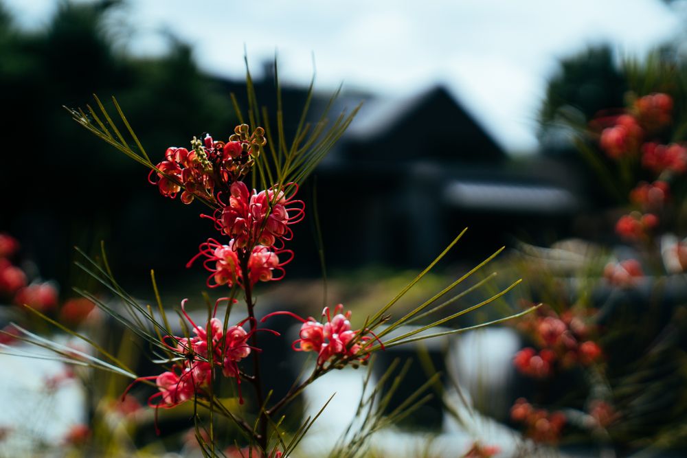 Fuchsia colored flowers with house in background