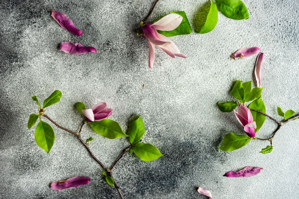 Floral scene with magnolia blooming on grey table