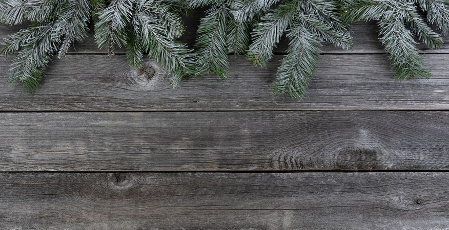 Snow covered evergreen tip on rustic wooden planks for the holiday season