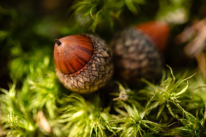 Close up of acorn