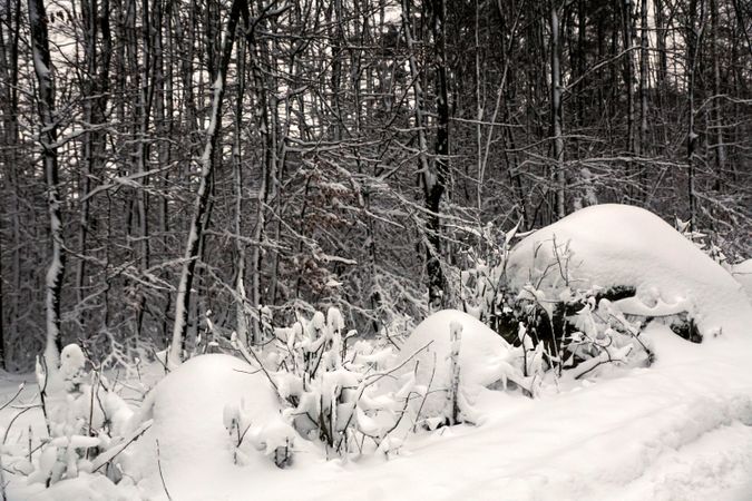 Winter forest with snowy trees