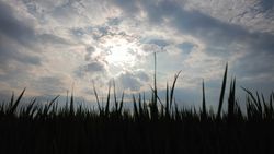 silhouette of rice fields with a view of the sky