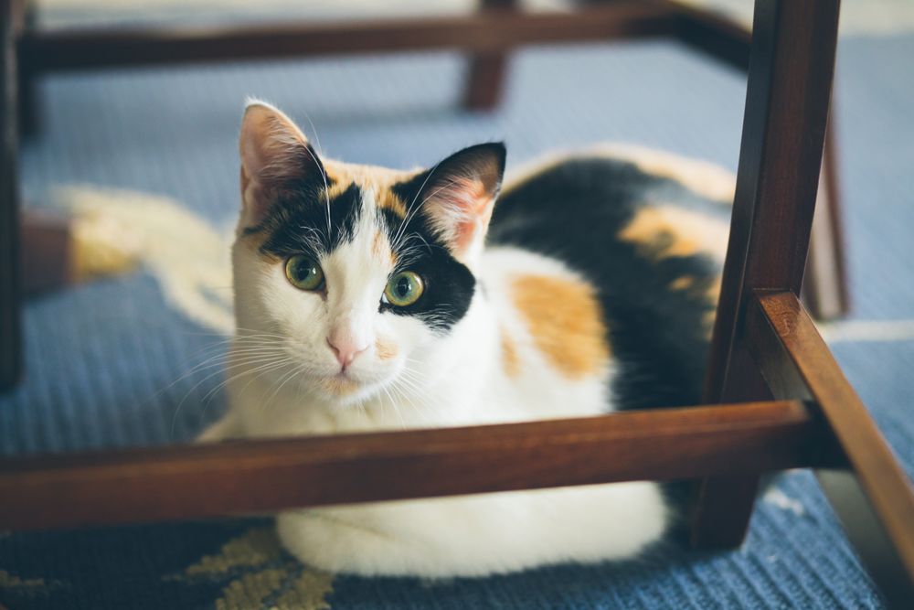 Cute cat lying on blanket