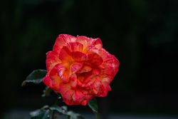 Blooming red flowers in a garden