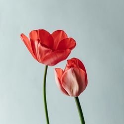 Two red tulip flowers on light background