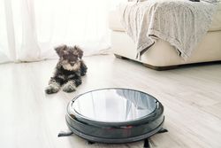 Miniature Schnauzer lying on floor and looking at robotic vacuum