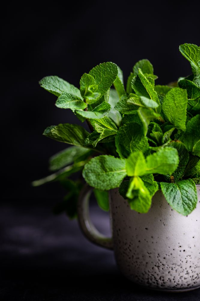 Lush green mint leaves in mug