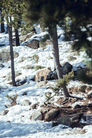 Wolf on hill near stones and snow