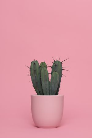 Green cactus in a pink flower pot on a pink background in a vertical image