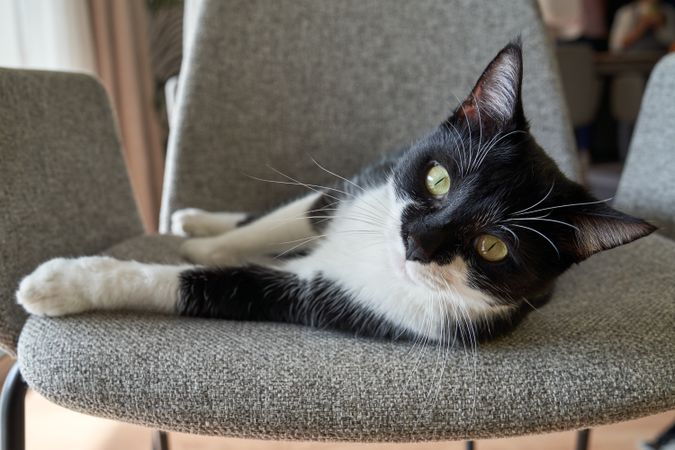 Cute cat resting on chair