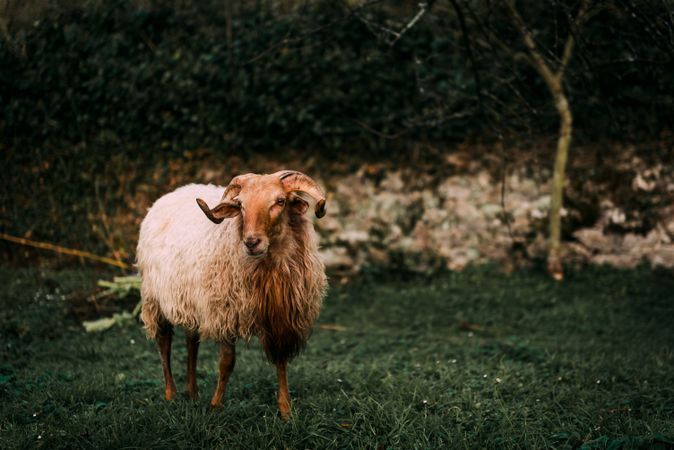 Sheep on green grass near bushes