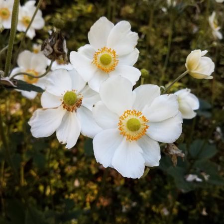 Several anemone flowers
