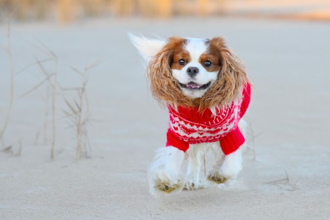 Cocker spaniel in knitted red shirt