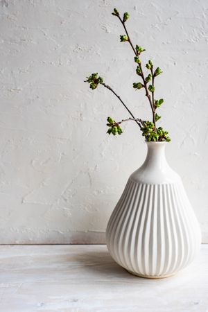 Green branch in vase in studio
