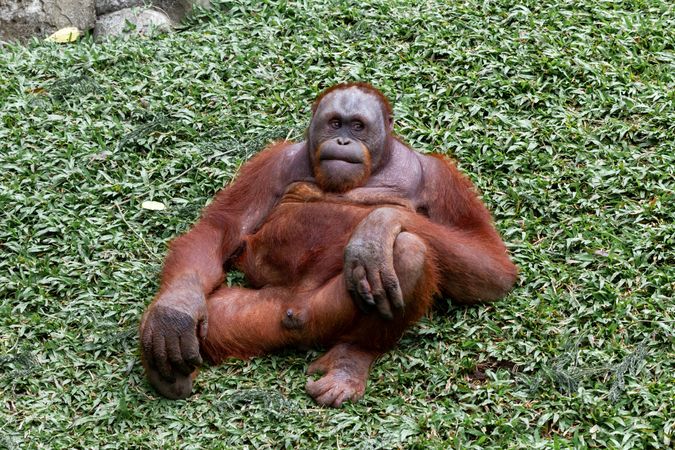 Monkey Relaxing