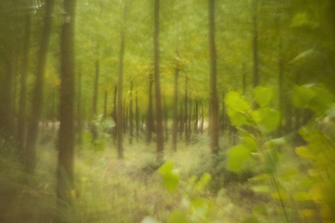 Blurred trees in green forest