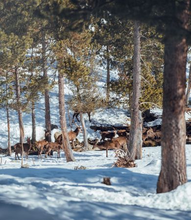 Noble deers near trees between snow