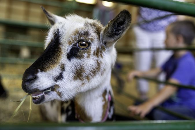 A small goat at the Itasca County Fair in Grand Rapids, MN