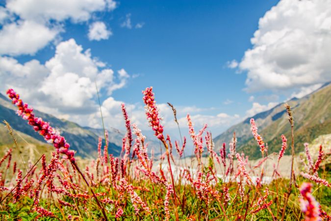 Small red flowers in foreground of green rolling hills in Fairy Meadows, Pakistan