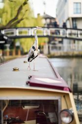 Heron sitting atop boat in Little Venice, Camden, UK, vertical