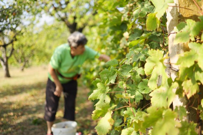 Organic Grape Picking on a Small Farm with Mature Villager