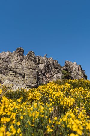 Young goats on high stone on background of blue sky